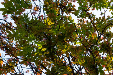 Background of nature