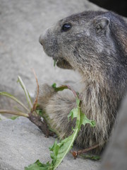 Repas de jolie marmote en gros plan