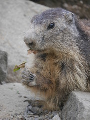Repas de jolie marmote en gros plan