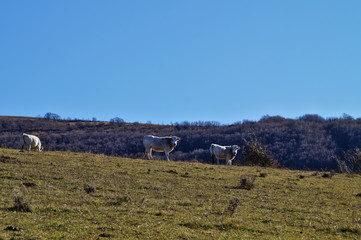 Fototapeta premium Pascoli nel parco del monte Cucco