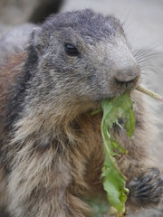 Repas de jolie marmote en gros plan