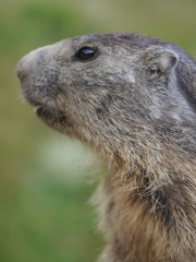 Repas de jolie marmote en gros plan