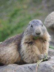 Repas de jolie marmote en gros plan