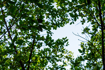 Background of nature