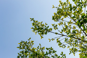 Background of nature