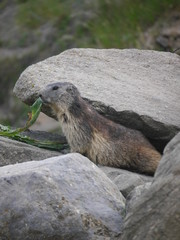 Repas de jolie marmote en gros plan
