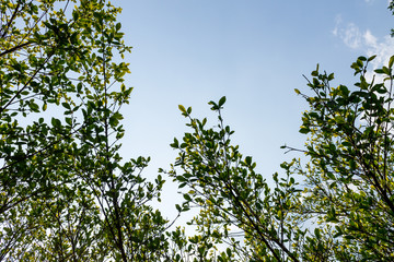 Background of nature