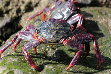 rote_Klippenkrabbe