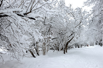 Trees covered with snow and a footpath in winter park