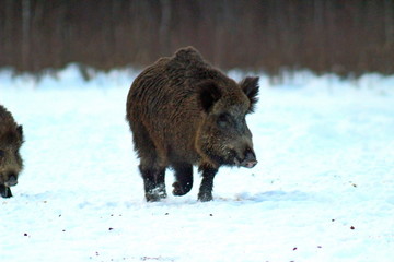 Aggressive wild boar defending its territory in a forest glade. The unique image of hunting animals.