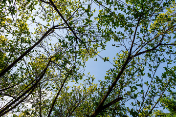 Background of nature