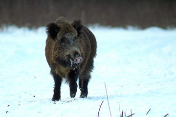 Aggressive wild boar defending its territory in a forest glade. The unique image of hunting animals.