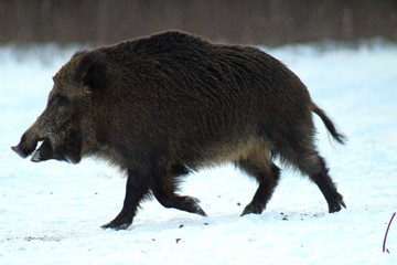 Aggressive wild boar defending its territory in a forest glade. The unique image of hunting animals.