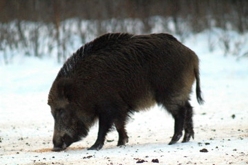 Aggressive wild boar defending its territory in a forest glade. The unique image of hunting animals.