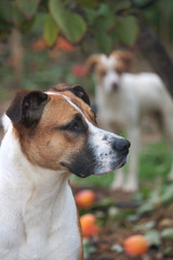 White dog and dark ears looking to the right