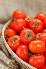 Small red tomatoes in a wicker basket on an old wooden table. Ripe and juicy cherry