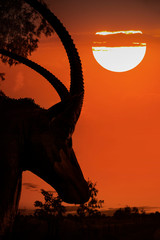 safari background with a close-up view of the silhouette of a sable antelope head at sunset