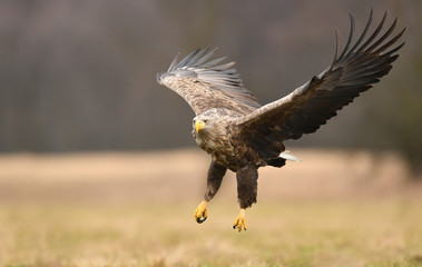 White tailed eagle (Haliaeetus albicilla)