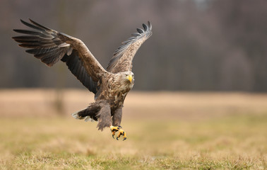 White tailed eagle (Haliaeetus albicilla)