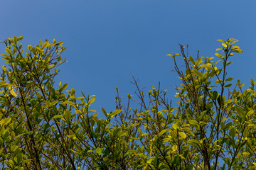 Background of nature