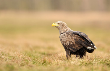 White tailed eagle (Haliaeetus albicilla)