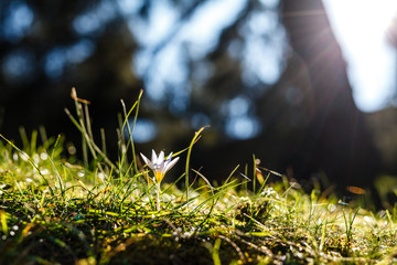 first spring crocus flower in the city park