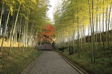 日本庭園の竹並み