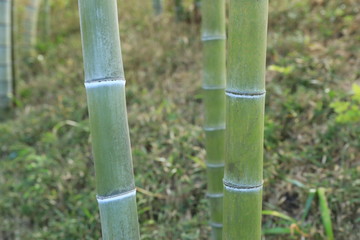 日本庭園の青竹