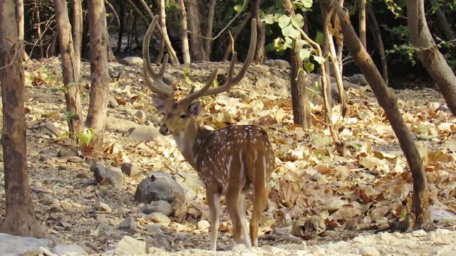  Chital or common Indian deer or spotted deer or axis deer  in the forest of Sasan Gir-Gujarat-India. 