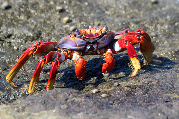 rote_Klippenkrabbe