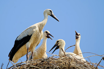 Junge Weißstörche