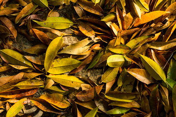 Background of nature