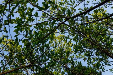 Background of nature