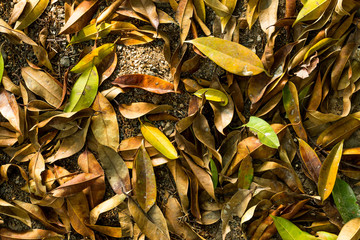 Background of nature