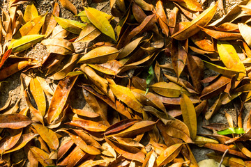 Background of nature