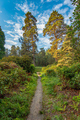 Fototapeta na wymiar Fussweg im Rhododendronpark