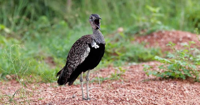 female bird black bustard on the ground close up in South africa
