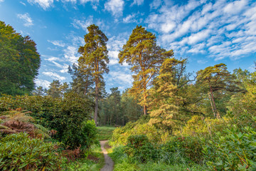 Kromlauer Rhododendronpark