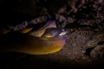 Yellow mix other colors snake under ground