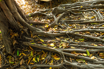 Background of nature
