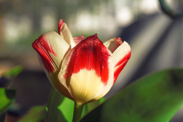 Colorful tulip at sunset