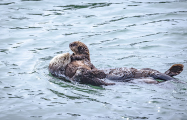 Sea otter with baby