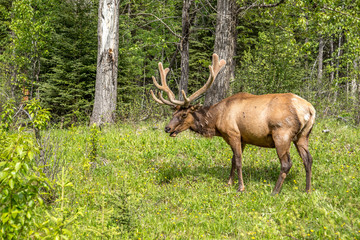 Elk in spring