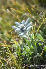 Edelweiss in nature