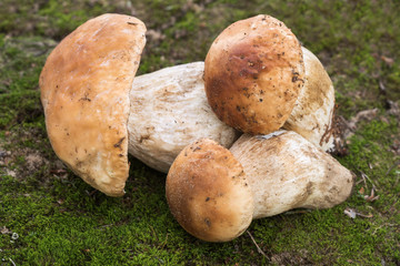 Boletus edulis - edible mushroom.