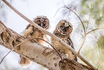 Two young owls
