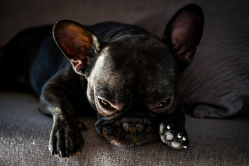 French bulldog resting.