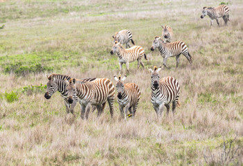 Fototapeta na wymiar Group of zebras