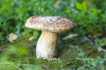 Single edible Boletus edulis mushroom closeup