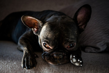 French bulldog resting.